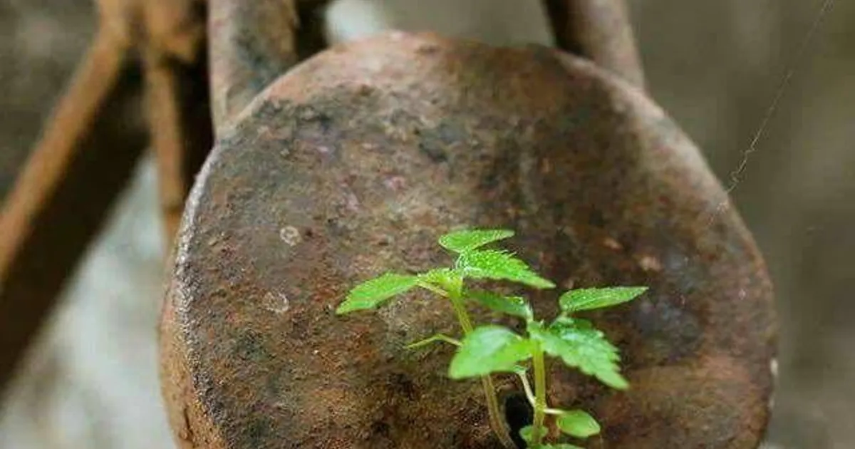 ಭರವಸೆ