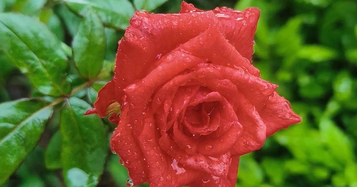 ಪ್ರೀತಿಗೆ....